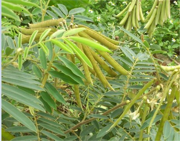 山毛豆